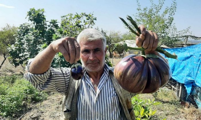 Osmaniye’de normalden 30 kat büyük patlıcan yetiştirdi