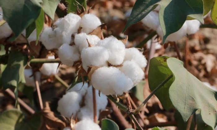Pamukta kriz büyüyor! Ürünün karaborsada fiyatı her gün artıyor
