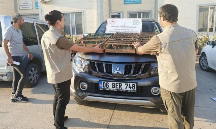 Sınır kapısında Suriye’ye götürülmek istenen 222 saka kuşu ele geçirildi