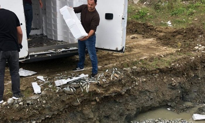 Sinop’ta 5 ton balık imha edildi
