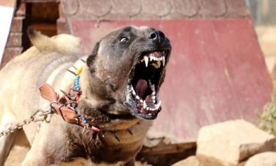 Sivas Kangalı’na yurt dışından talep yağıyor