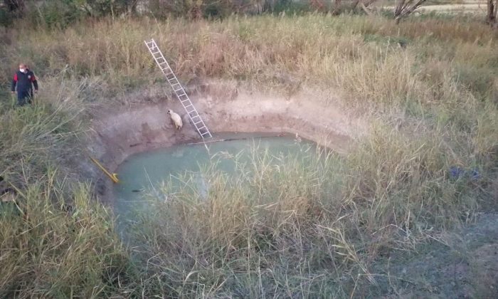 Sulama havuzuna düşen koyunu kurtarmak isterken can verdi