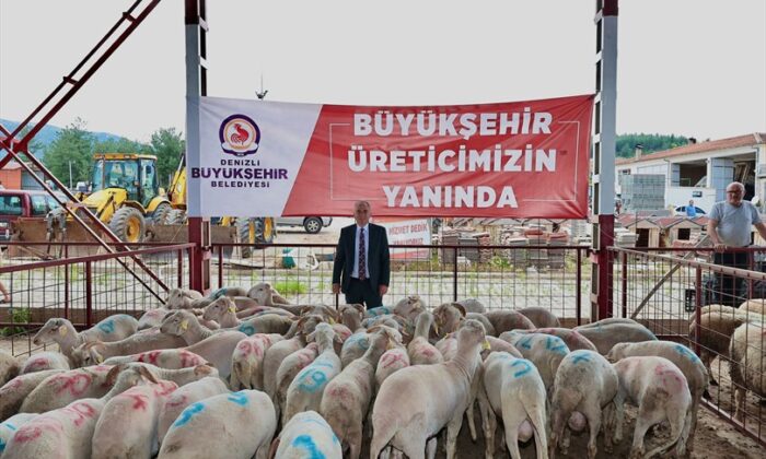 Denizli’de damızlık koç ve teke dağıtımı başladı