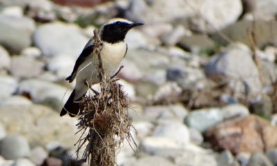 Çöl Kuyrukkakanı Türkiye’de görüntülendi