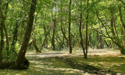 Afyonkarahisar’da ormanlık alanlara giriş yasaklandı